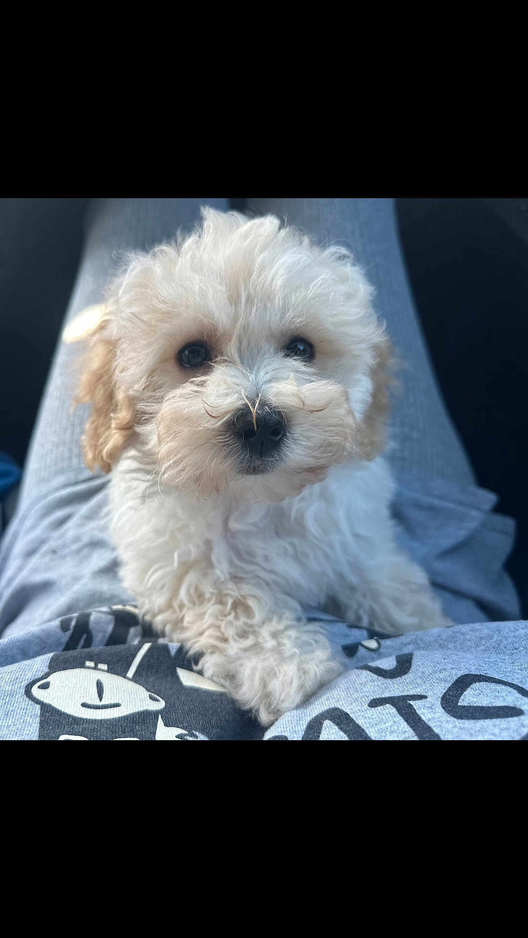 Pooh is registered to the contest to win money with this photo: puppy, dog, pet, curly_fur, cute, fluffy, lap, person, soft_lighting, close_up, indoor, comfort, adorable, young_dog, animal, face, fur, sitting, looking_up, cozy