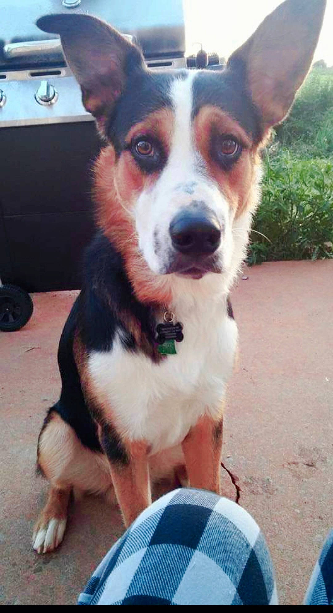 Rowdy joined the competition — help win amazing prizes! blue, box, carnivore, collar, companion_dog, computer_keyboard, dog, dog_breed, dog_collar, fawn, fur, irishjacks, leash, plant, snapshot, sporting_group, terrestrial_animal, whiskers, working_animal, working_dog