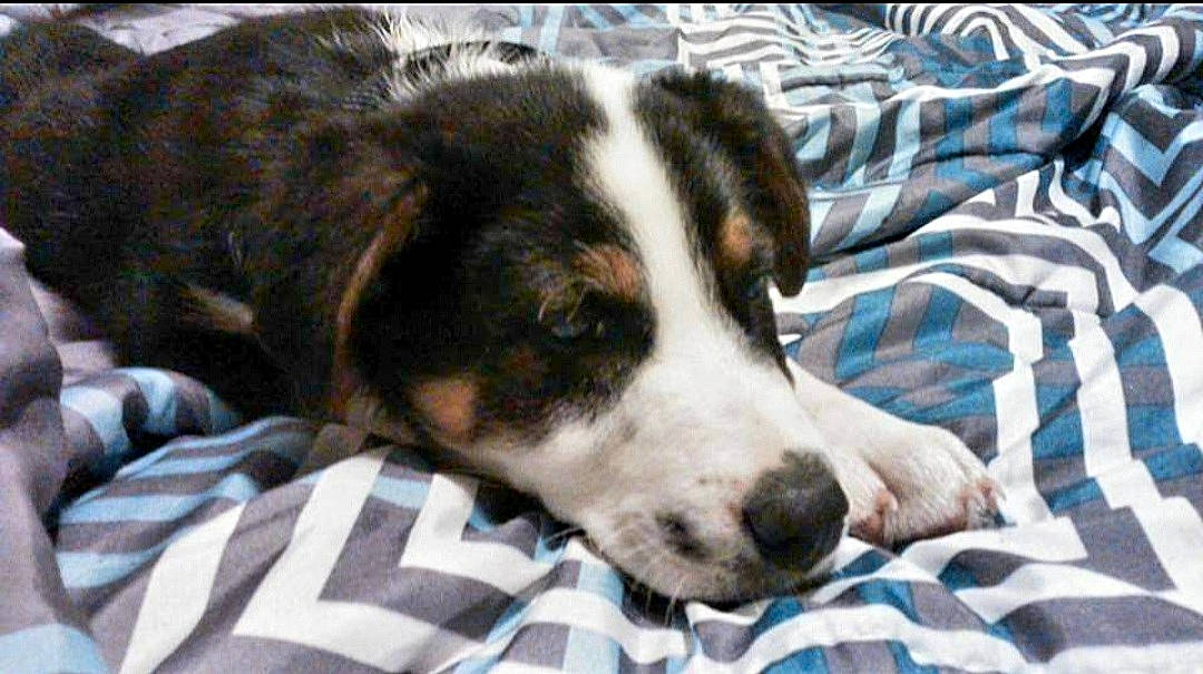 Rowdy is registered to the contest to win money with this photo: bored, canidae, carnivore, comfort, companion_dog, couch, dog, dog_breed, fur, nap, pattern, plaid, puppy, snout, sporting_group, tartan, terrestrial_animal, whiskers, working_animal, working_dog