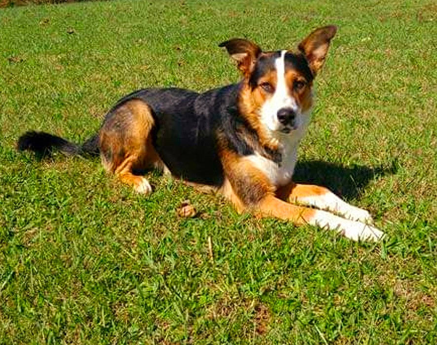 Rowdy joined the competition — help win amazing prizes! canidae, carnivore, companion_dog, dog, dog_breed, grass, herding_dog, hunting_dog, lawn, paw, plant, sharing, snout, sporting_group, terrestrial_animal, toy, working_dog