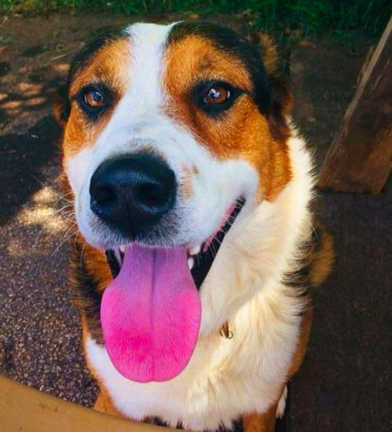 Rowdy joined the competition — help win amazing prizes! beagle, canidae, carnivore, collar, companion_dog, dog, dog_breed, dog_collar, dog_supply, fawn, fur, hound, paw, pet_supply, scent_hound, snout, sporting_group, whiskers, working_animal, working_dog