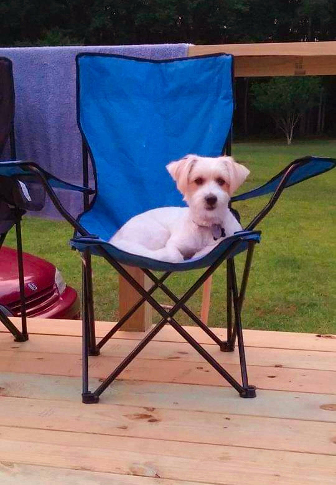 Nala is registered to the contest to win money with this photo: baby_products, carnivore, chair, companion_dog, dog, dog_breed, fawn, flooring, folding_chair, grass, hardwood, leisure, outdoor_furniture, pet_supply, plant, sitting, tail, tree, wood, working_animal
