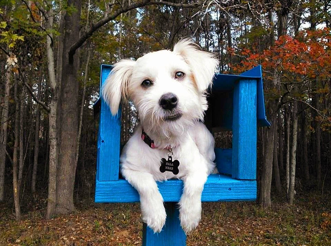 Nala joined the competition — help win amazing prizes! canidae, carnivore, companion_dog, dog, dog_breed, dog_clothes, dog_supply, electric_blue, grass, plant, puppy_love, small_terrier, sporting_group, tail, terrier, toy_dog, tree, wheel, wood, woodland