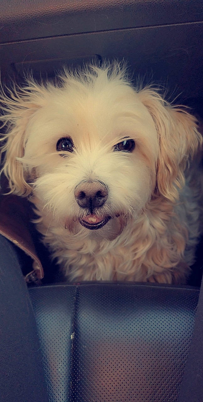 Nala is registered to the contest to win money with this photo: canidae, carnivore, companion_dog, dog, dog_breed, fur, happy, head, maltepoo, non_sporting_group, plant, puppy, small_terrier, snout, sporting_group, terrier, toy_dog, water_dog, working_animal, yorkipoo