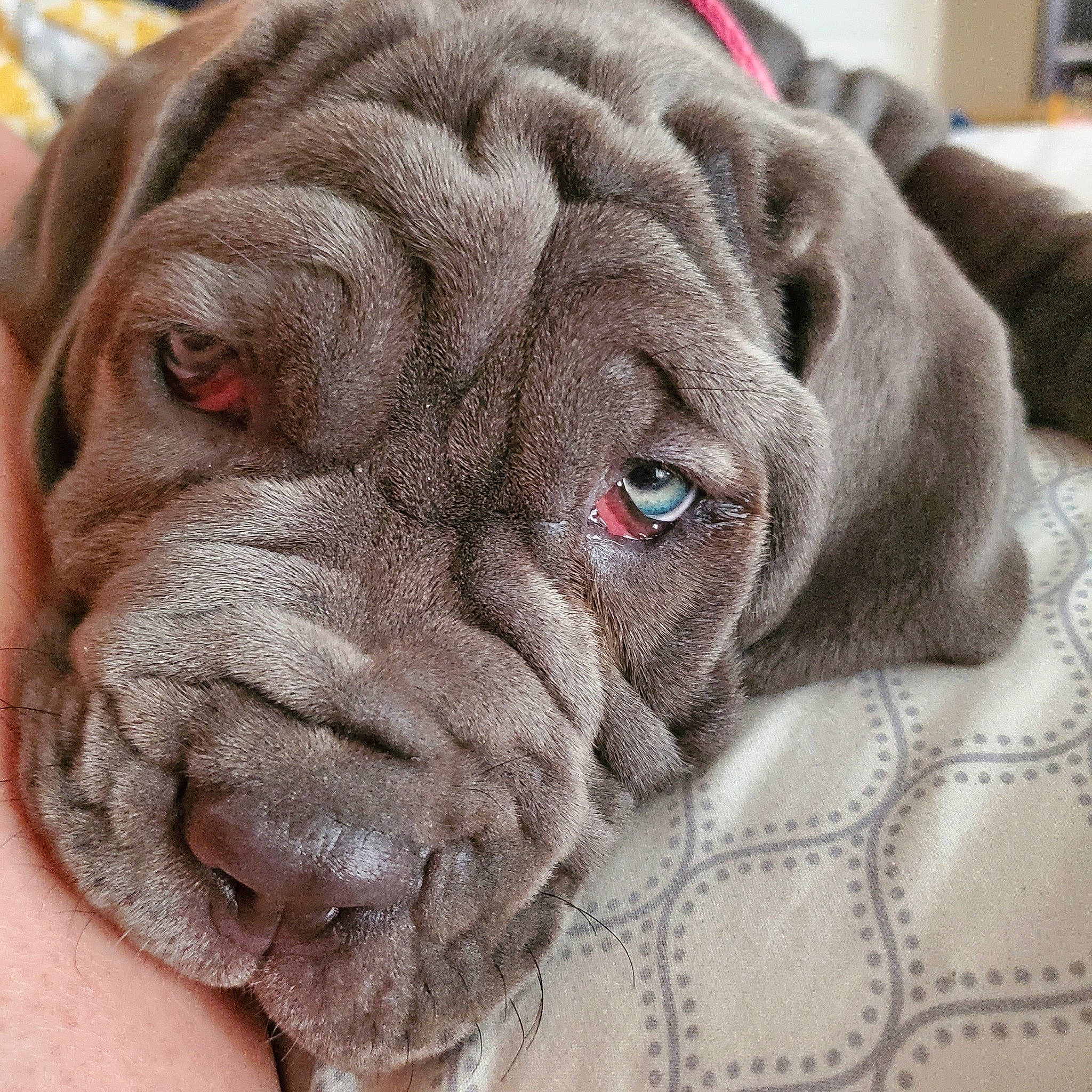 Bella is registered to the contest to win money with this photo: ancient_dog_breeds, canidae, carnivore, companion_dog, dog, dog_breed, english_mastiff, fawn, korean_mastiff, mammal, molosser, neapolitan_mastiff, non_sporting_group, ori_pei, shar_pei, skin, snout, sporting_group, vertebrate, wrinkle