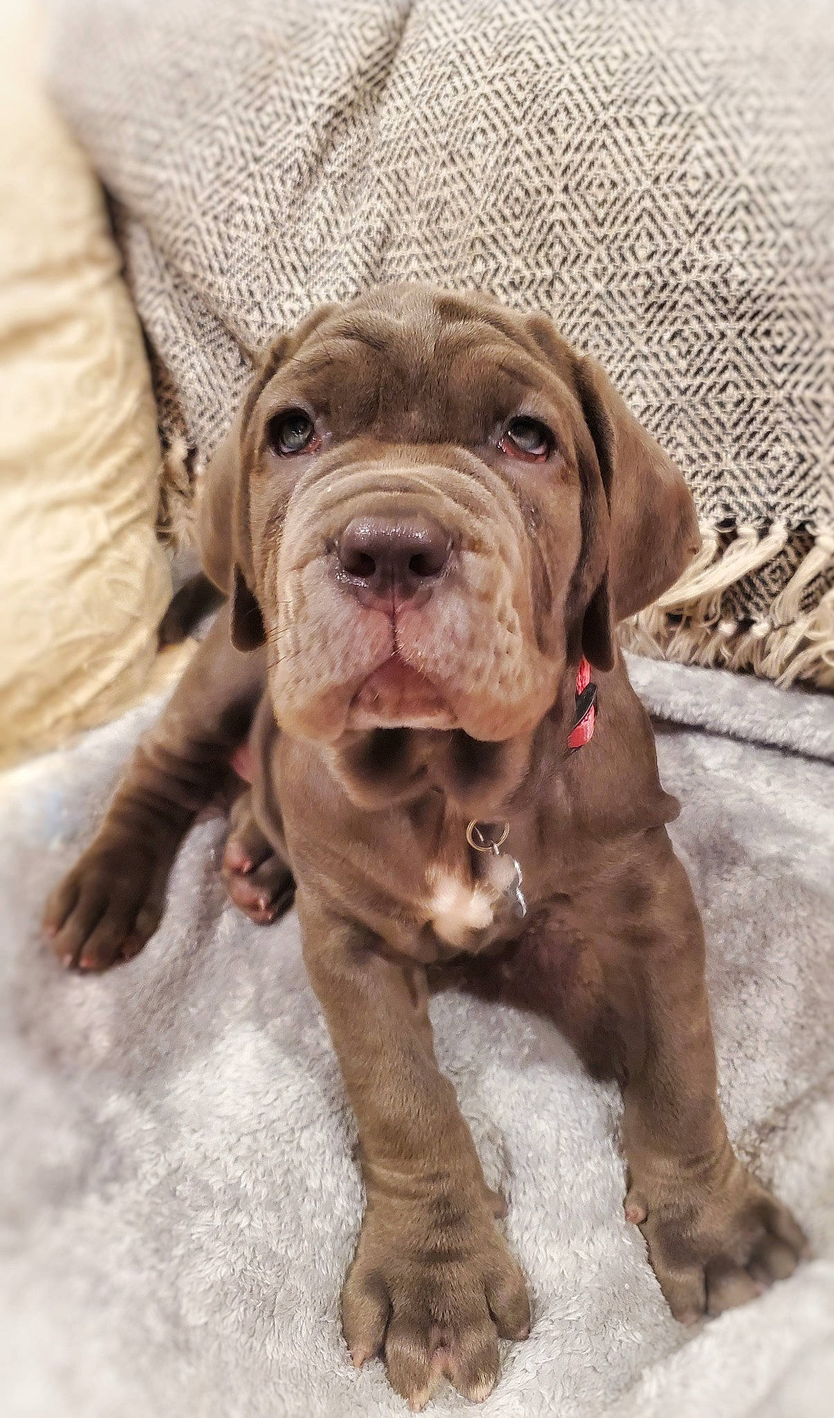 Bella joined the competition — help win amazing prizes! canidae, carnivore, dog, dog_breed, dogue_de_bordeaux, fawn, korean_mastiff, mammal, molosser, neapolitan_mastiff, ori_pei, puppy, rare_breed_dog, sporting_group, vertebrate, wrinkle