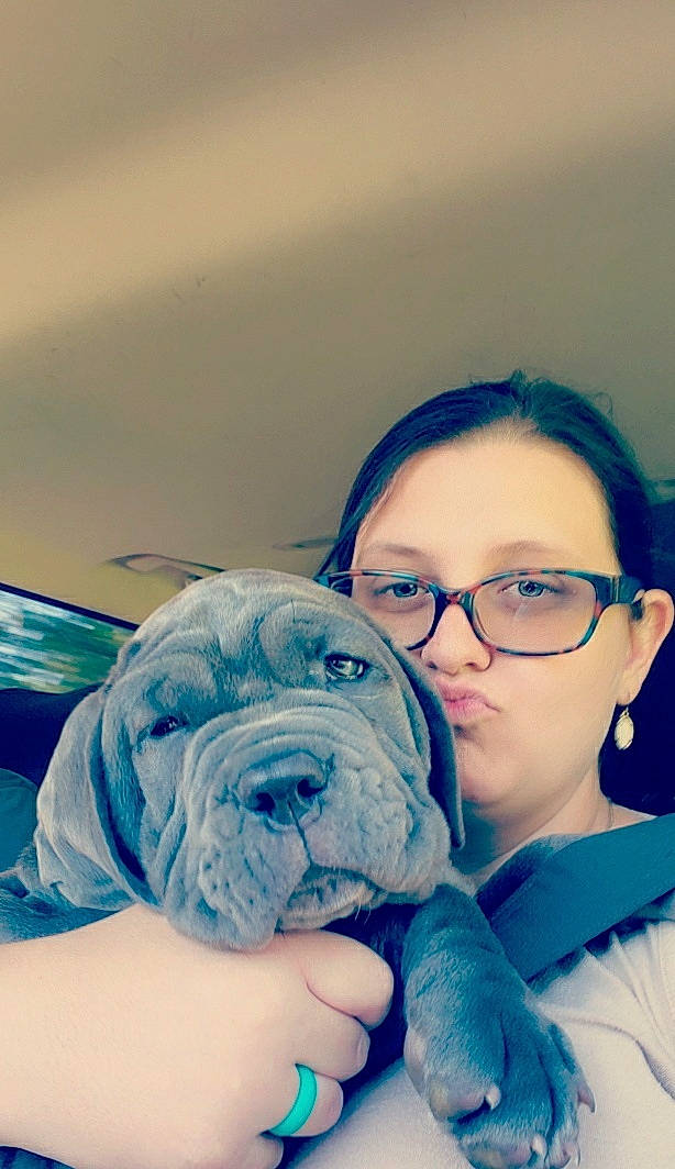 Bella is registered to the contest to win money with this photo: american_bulldog, bulldog, canidae, carnivore, companion_dog, dog, dog_breed, ear, glasses, non_sporting_group, nose, photography, puppy, puppy_love, selfie, skin, smile, white_english_bulldog, wrinkle