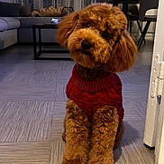 Teddy participe au concours pour gagner de l'argent avec cette photo : brown_dog, chair, couch, cozy, curtains, cute, dog, domestic_animal, floor, fur, furniture, home, indoor, living_room, pet, red_sweater, small_dog, table, tilted_head, wooden_floor