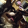 animal, black_and_white, blurred, canine, chair, close_up, clutter, dog, ears, fur, furniture, happy, household, indoor, pet, room, table, tongue, tongue_out, wood