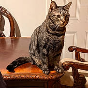 Chichifly is registered to the contest to win money with this photo: cat, tabby_cat, feline, pet, indoor, wooden_table, ornate_furniture, carved_wood, table, chair, domestic_cat, sitting, striped_fur, whiskers, ears, paws, tail, home_interior, furniture, calm