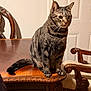 cat, tabby_cat, feline, pet, indoor, wooden_table, ornate_furniture, carved_wood, table, chair, domestic_cat, sitting, striped_fur, whiskers, ears, paws, tail, home_interior, furniture, calm