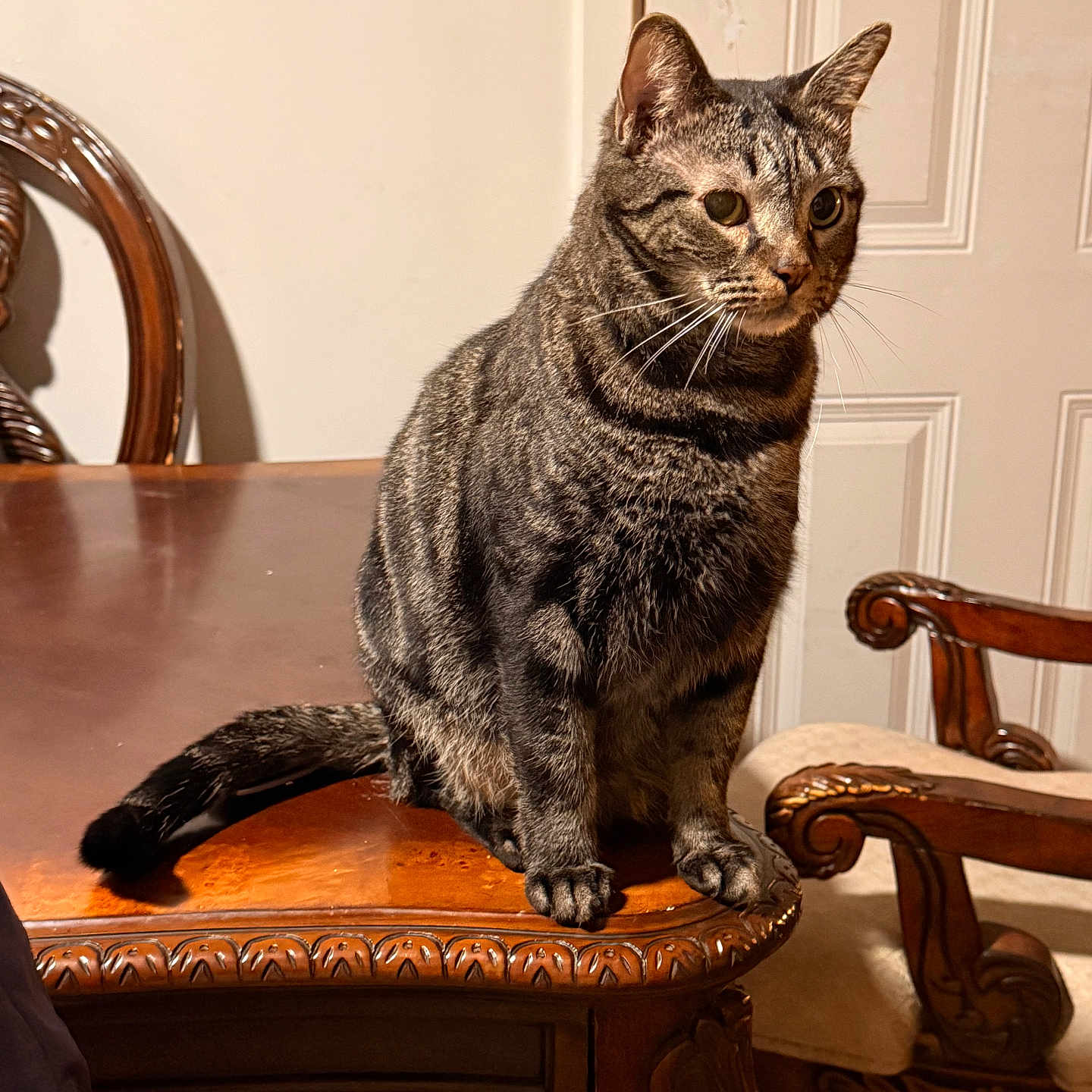 Chichifly is registered to the contest to win money with this photo: calm, carved_wood, cat, chair, domestic_cat, ears, feline, furniture, home_interior, indoor, ornate_furniture, paws, pet, sitting, striped_fur, tabby_cat, table, tail, whiskers, wooden_table