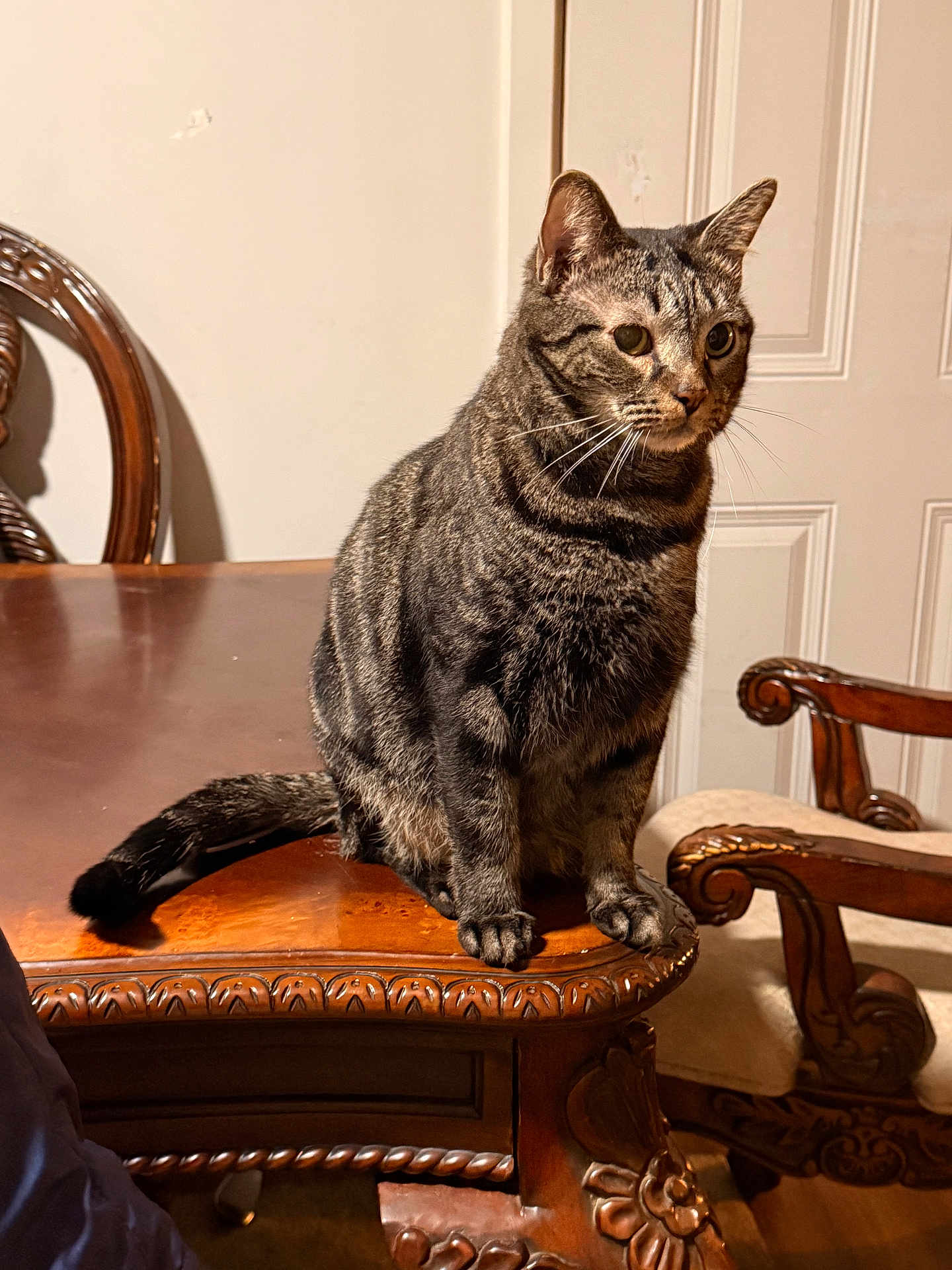 Chichifly is registered to the contest to win money with this photo: cat, tabby_cat, feline, pet, indoor, wooden_table, ornate_furniture, carved_wood, table, chair, domestic_cat, sitting, striped_fur, whiskers, ears, paws, tail, home_interior, furniture, calm