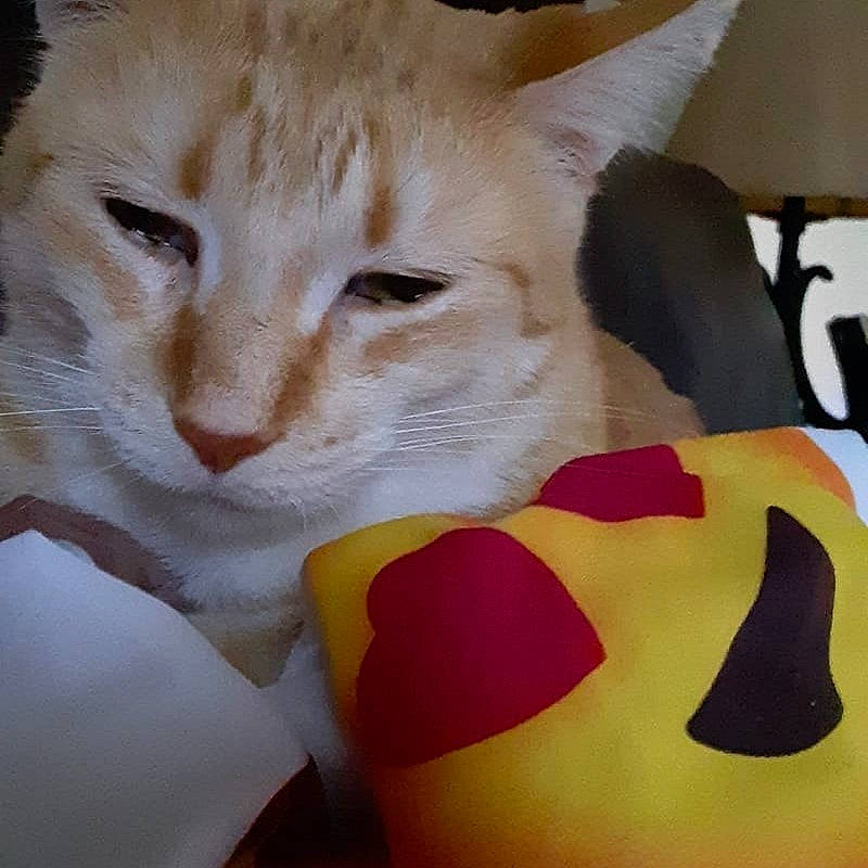 Prettyboy is registered to the contest to win money with this photo: asian, carnivore, cat, colorpoint_shorthair, domestic_short_haired_cat, felidae, fur, kitten, linens, mammal, small_to_medium_sized_cats, tail, textile, whiskers