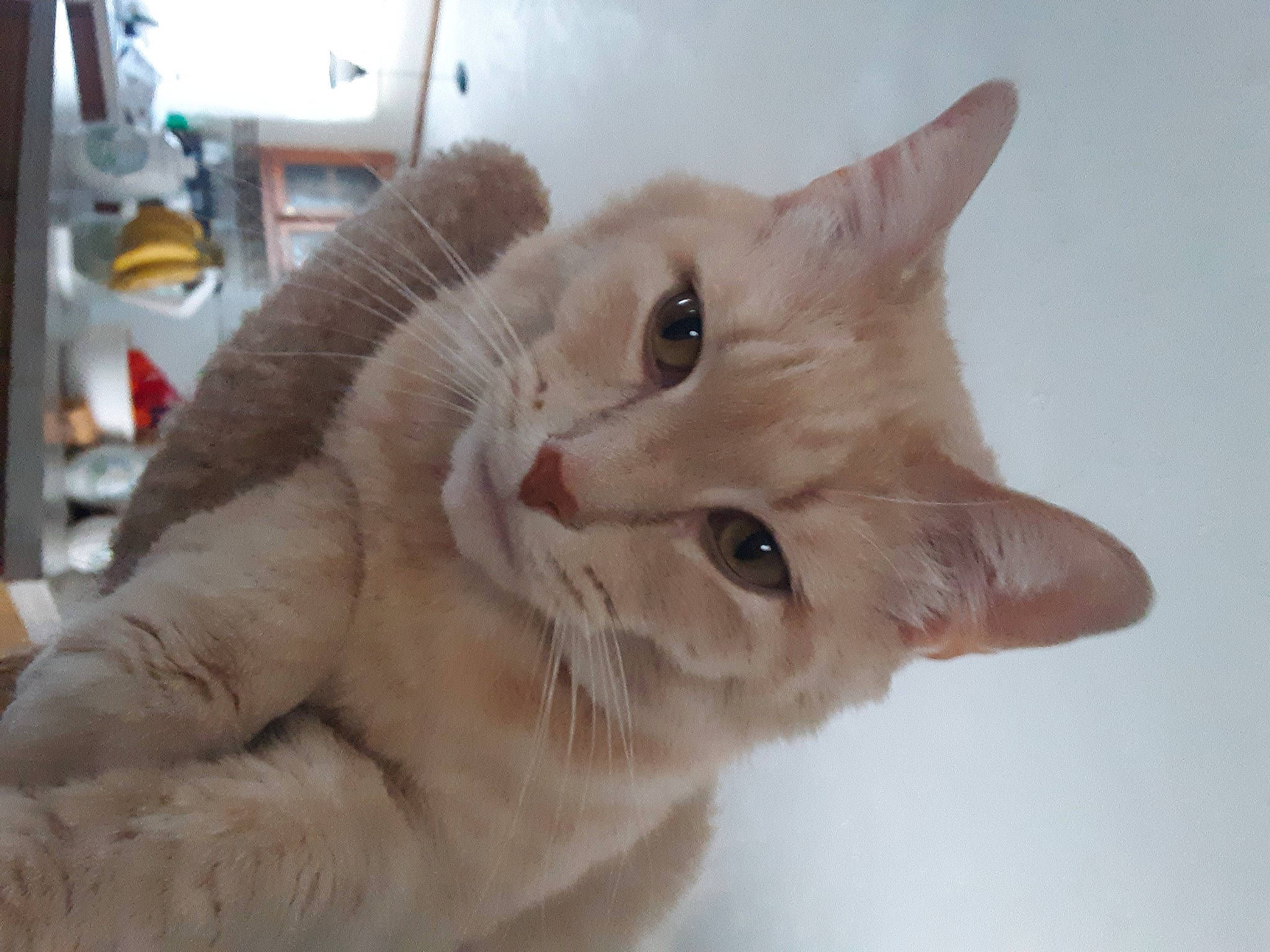 Max is registered to the contest to win money with this photo: asian, british_semi_longhair, carnivore, cat, claw, domestic_long_haired_cat, domestic_short_haired_cat, ear, european_shorthair, fawn, felidae, fur, german_rex, mammal, polydactyl_cat, ragamuffin, small_to_medium_sized_cats, snout, vertebrate, whiskers