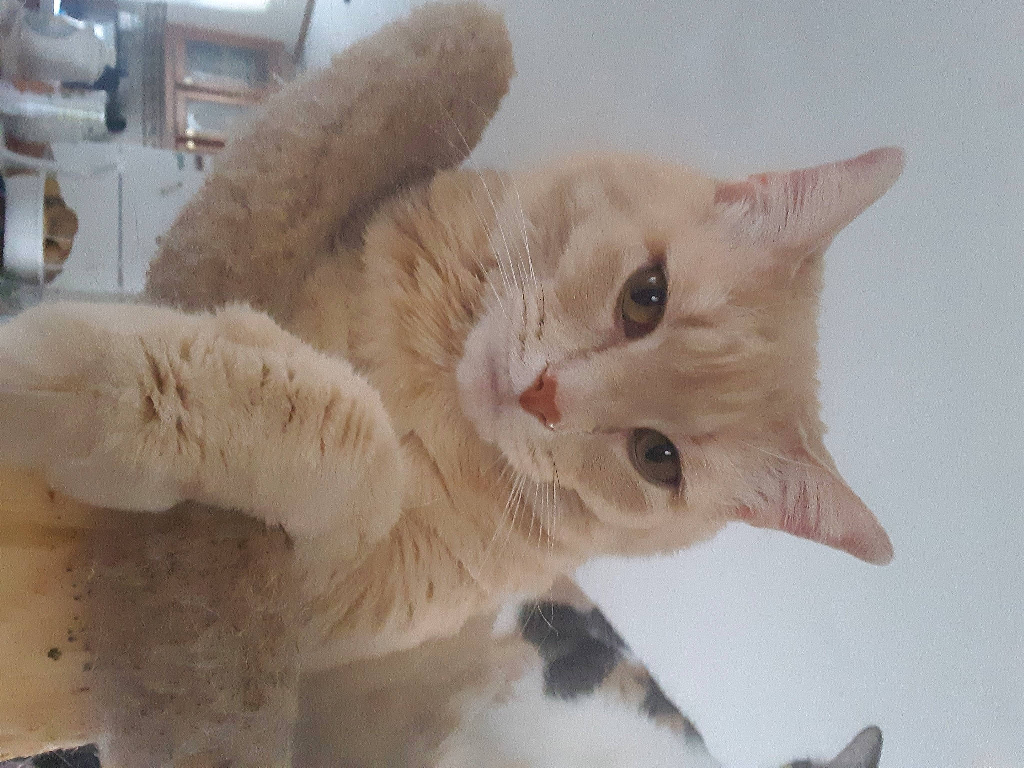 Max joined the competition — help win amazing prizes! aegean_cat, carnivore, cat, claw, domestic_short_haired_cat, european_shorthair, fawn, felidae, fur, german_rex, kitten, mammal, ojos_azules, paw, polydactyl_cat, small_to_medium_sized_cats, snout, tail, turkish_van, whiskers