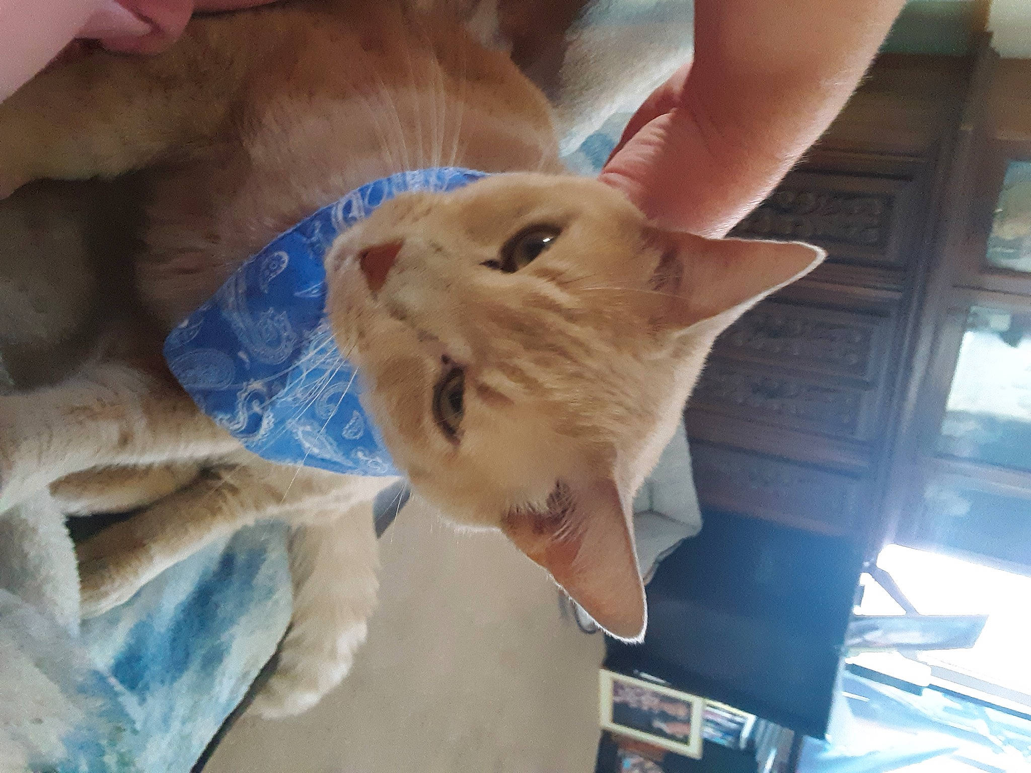 Tigger is registered to the contest to win money with this photo: aegean_cat, carnivore, cat, colorpoint_shorthair, ear, european_shorthair, fawn, felidae, mammal, nose, small_to_medium_sized_cats, snout, whiskers