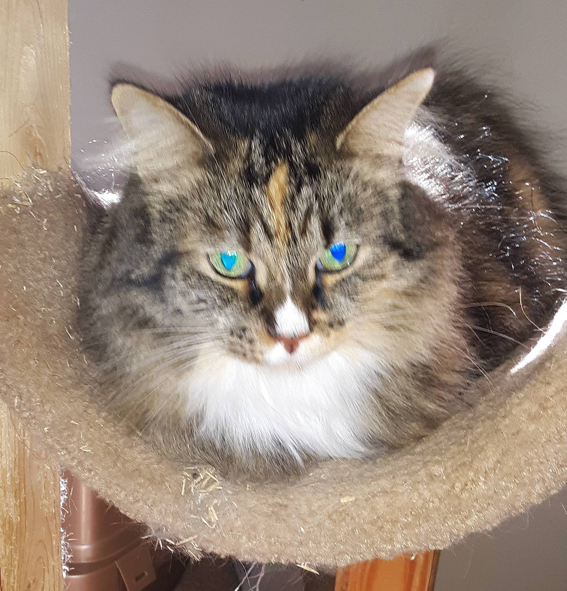 Rosie joined the competition — help win amazing prizes! aegean_cat, asian_semi_longhair, carnivore, cat, domestic_long_haired_cat, domestic_short_haired_cat, european_shorthair, eye, felidae, fur, iris, kitten, mammal, norwegian_forest_cat, ojos_azules, ragamuffin, ragdoll, siberian, small_to_medium_sized_cats, whiskers