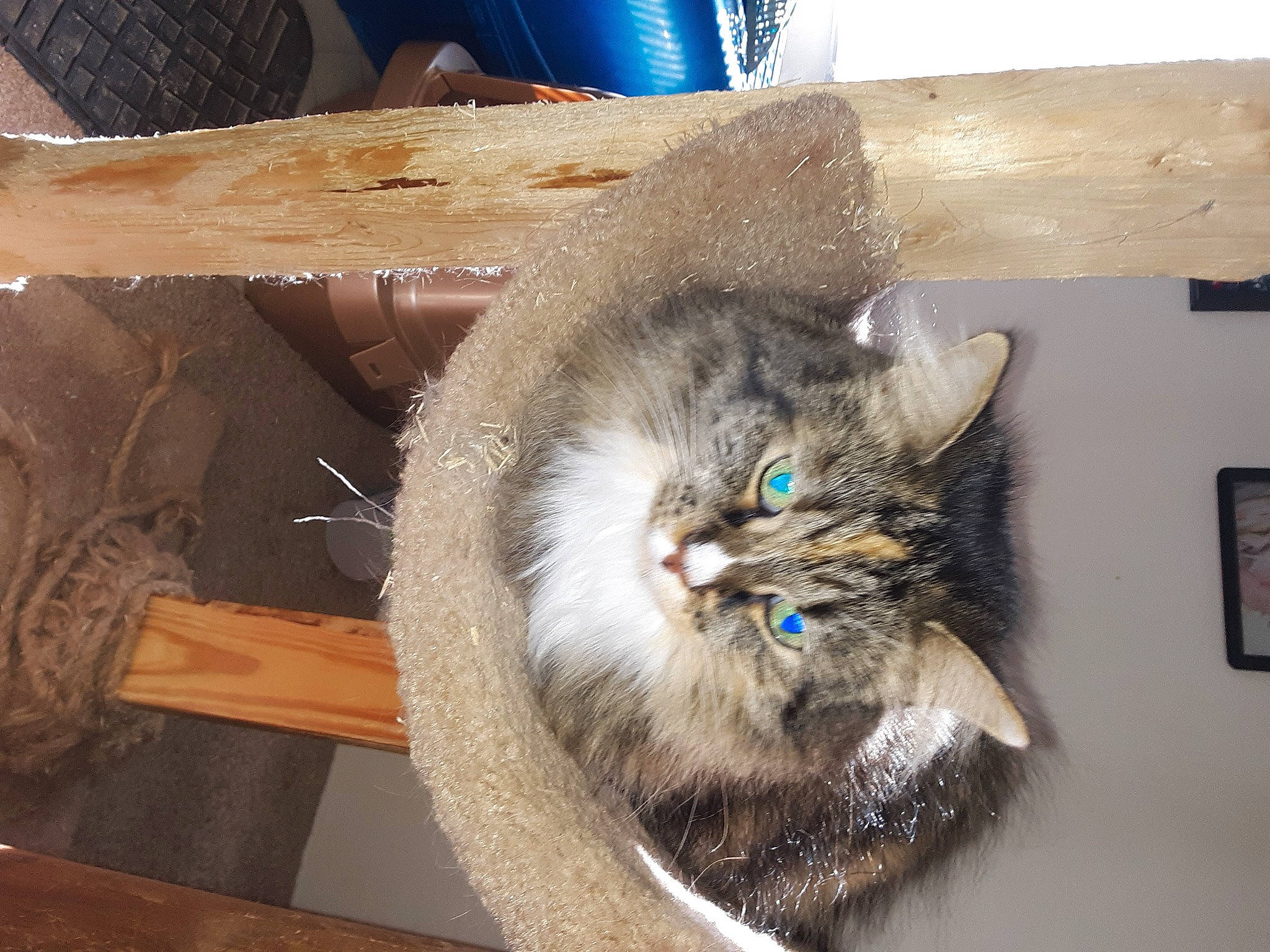 Rosie is registered to the contest to win money with this photo: asian, asian_semi_longhair, carnivore, cat, domestic_long_haired_cat, domestic_short_haired_cat, european_shorthair, fawn, felidae, fur, kitten, maine_coon, nebelung, norwegian_forest_cat, ojos_azules, ragamuffin, small_to_medium_sized_cats, tabby_cat, whiskers, wood