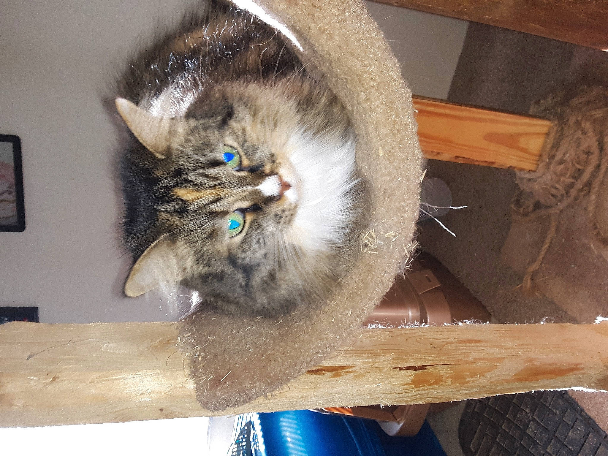 Rosie joined the competition — help win amazing prizes! asian, carnivore, cat, domestic_long_haired_cat, domestic_short_haired_cat, european_shorthair, fawn, felidae, fur, kitten, maine_coon, norwegian_forest_cat, ojos_azules, ragamuffin, small_to_medium_sized_cats, whiskers