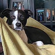 Parker joined the competition — help win amazing prizes! dog, black_and_white, blanket, couch, indoor, portrait, pet, resting, family_photos, home, furniture, canine, relaxed, living_room, cozy, fur, animal, companion, domestic, comfort