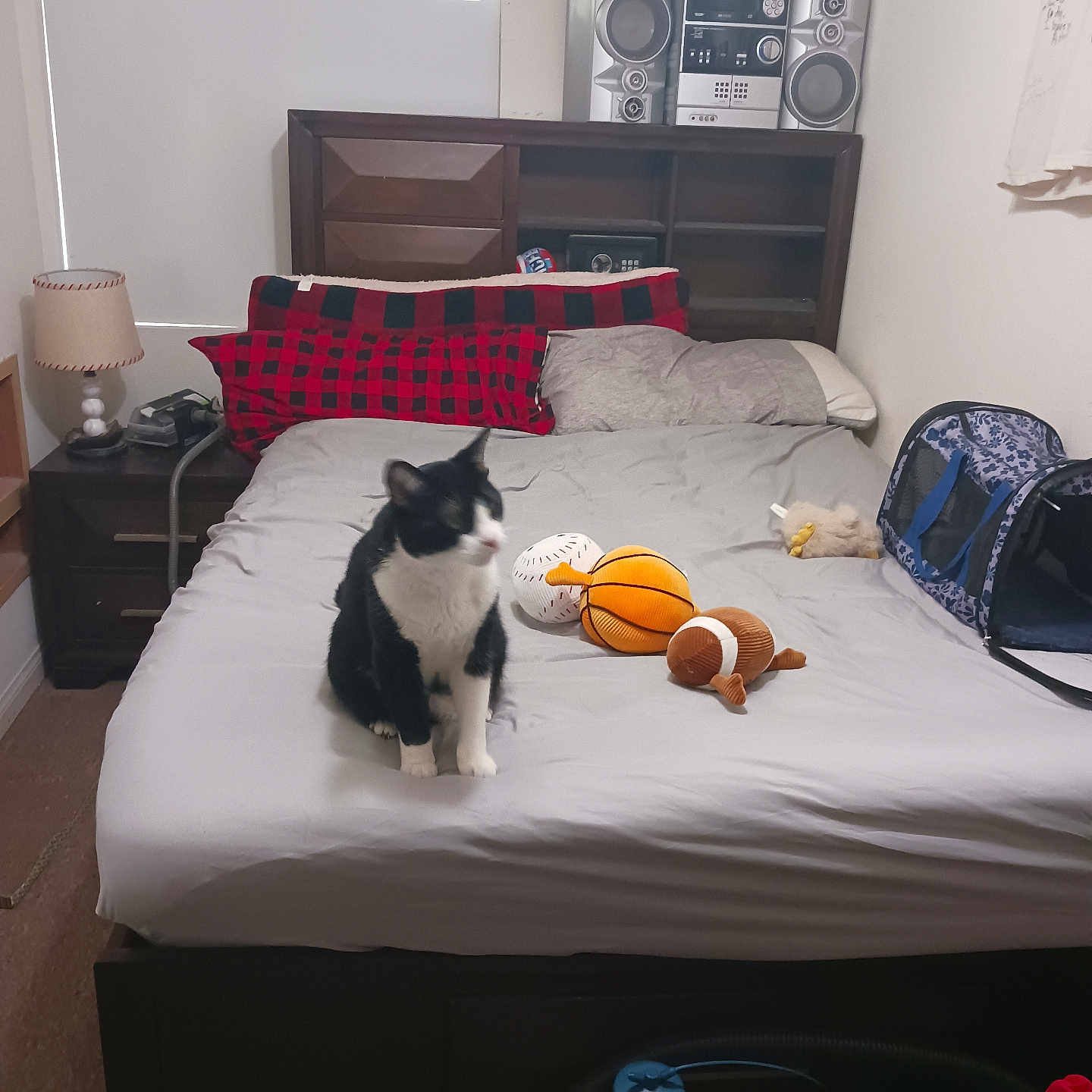 Mr Tux joined the competition — help win amazing prizes! bed, black_and_white_cat, blanket, carpet, cat, cozy, furniture, headboard, indoor, lamp, nightstand, pet_carrier, pillow, plush_toy, relaxed, room, soft_toys, sports_toy, stereo, window