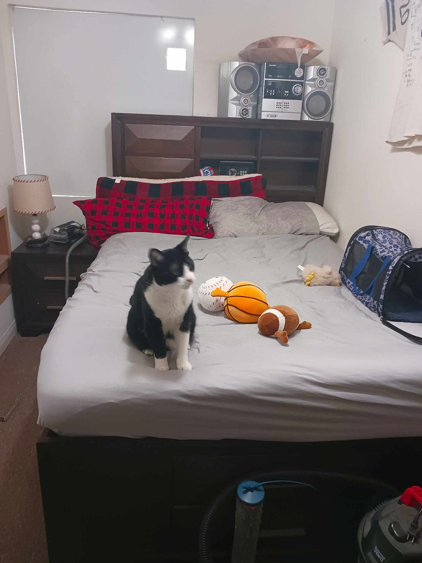 Mr Tux joined the competition — help win amazing prizes! cat, bed, pillow, blanket, plush_toy, sports_toy, lamp, nightstand, stereo, carpet, pet_carrier, room, window, headboard, furniture, indoor, black_and_white_cat, soft_toys, cozy, relaxed