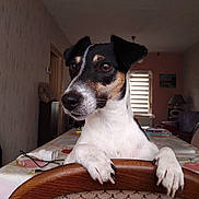 Claudine Guiot participe au concours pour gagner de l'argent avec cette photo : dog, indoor, wooden_chair, table, tablecloth, black_and_white, pet, curious, looking_away, domestic, furniture, living_room, lamp, window, curtains, home, paws, animal, canine, ears