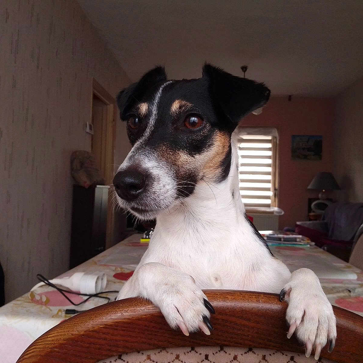 Claudine Guiot participe au concours pour gagner de l'argent avec cette photo : animal, black_and_white, canine, curious, curtains, dog, domestic, ears, furniture, home, indoor, lamp, living_room, looking_away, paws, pet, table, tablecloth, window, wooden_chair