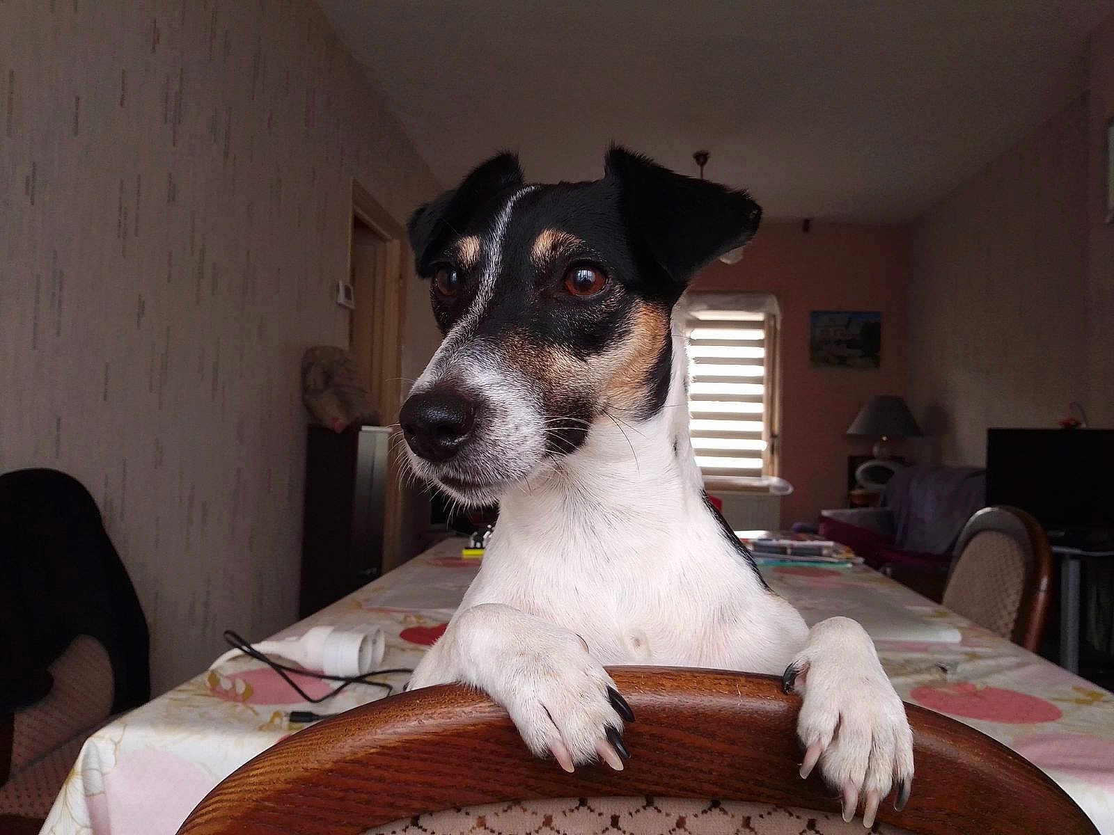 Claudine Guiot participe au concours pour gagner de l'argent avec cette photo : dog, indoor, wooden_chair, table, tablecloth, black_and_white, pet, curious, looking_away, domestic, furniture, living_room, lamp, window, curtains, home, paws, animal, canine, ears