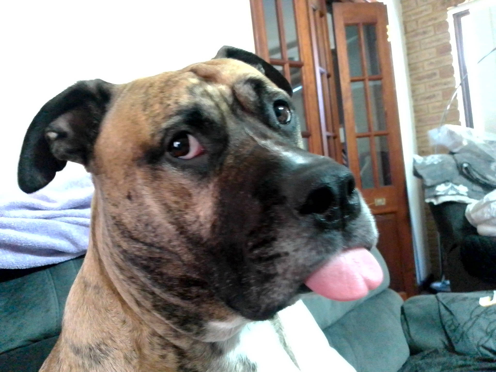 Cyrus is registered to the contest to win money with this photo: ancient_dog_breeds, canidae, carnivore, collar, companion_dog, dog, dog_breed, dog_collar, fawn, fur, guard_dog, non_sporting_group, pet_supply, snout, sporting_group, terrestrial_animal, whiskers, window, working_animal, working_dog