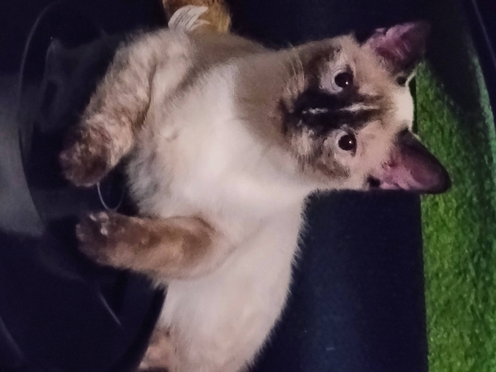 Aphrodite joined the competition — help win amazing prizes! canidae, carnivore, companion_dog, dog_breed, fawn, felidae, fur, small_to_medium_sized_cats, tail, whiskers