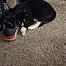 Milo is registered to the contest to win money with this photo: black_and_white, carpet, cat, clothing, cozy, domestic, feline, floor, footwear, home, household, indoor, laundry_basket, pet, quiet, relaxation, resting, shoe, sleeping, tired