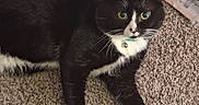 Milo joined the competition — help win amazing prizes! animal, black_and_white, bright_eyes, carpet, cat, collar, curious, domestic, feline, floor, home, indoor, laundry_basket, looking, paws, pet, playful, relaxed, toy, whiskers