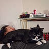 Milo is registered to the contest to win money with this photo: animal, black_and_white_cat, cat, cozy, domestic_cat, face, fur, furniture, gift_box, home, indoor, lying_down, nap, person, pet, relaxing, resting, sleeping, table, whiskers