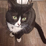 Milo is registered to the contest to win money with this photo: animal, black_and_white, cat, collar, curious, domestic_cat, feline, floor, green_eyes, household, indoor, looking_up, pet, red_and_black, sitting, tail, toilet_paper, toilet_paper_holder, whiskers, wooden_floor