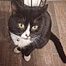 animal, black_and_white, cat, collar, curious, domestic_cat, feline, floor, green_eyes, household, indoor, looking_up, pet, red_and_black, sitting, tail, toilet_paper, toilet_paper_holder, whiskers, wooden_floor