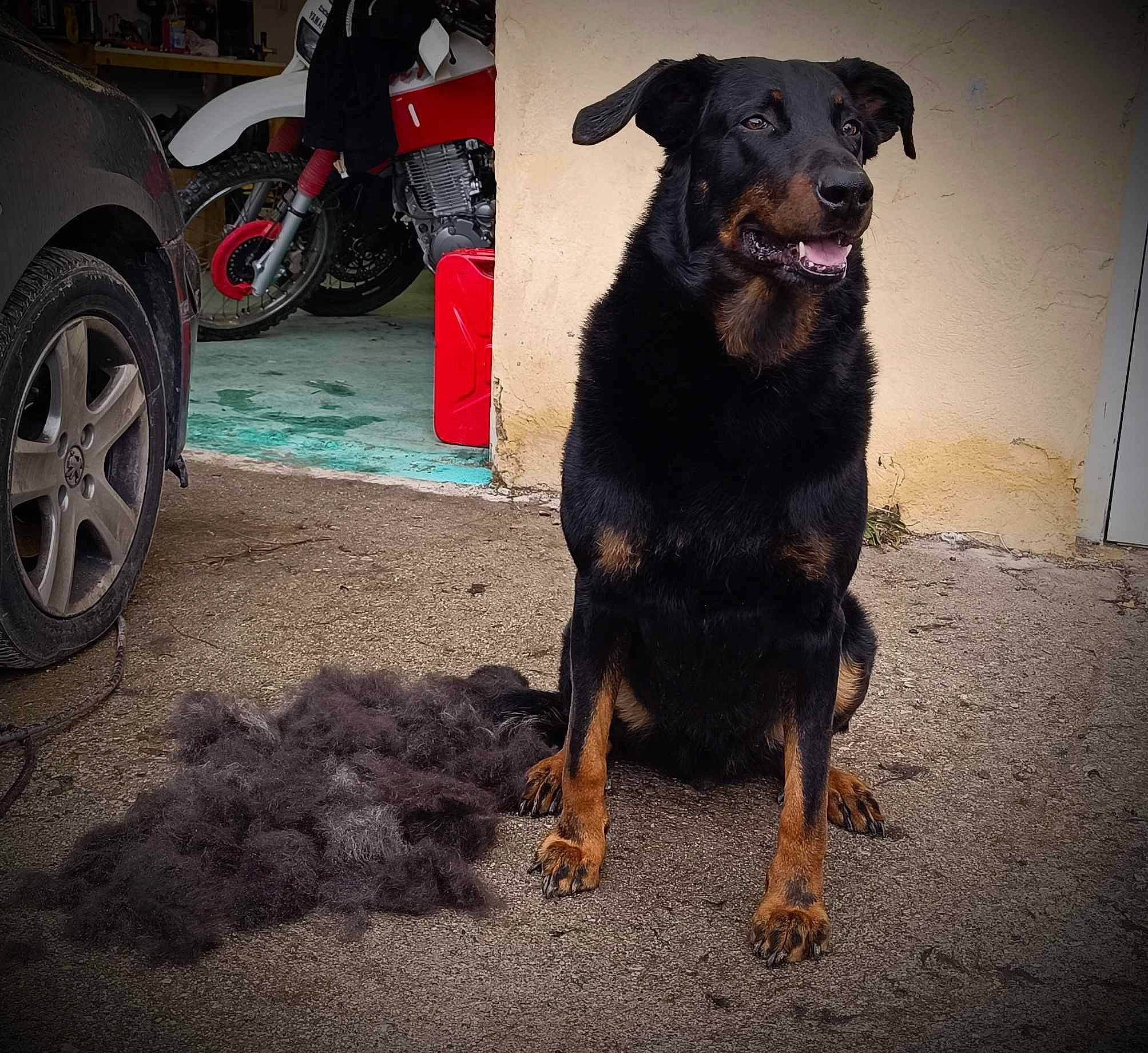 Néo a rejoint le concours — aidez-le/la à gagner de superbes lots ! automotive_lighting, automotive_tire, borador, canidae, car, carnivore, collar, companion_dog, dog, dog_breed, dog_collar, fender, guard_dog, road_surface, sporting_group, tints_and_shades, tire, vehicle, wheel, working_animal