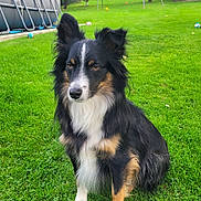 Dobby Corchete a rejoint le concours — aidez-le/la à gagner de superbes lots ! dog, tricolor, grass, outdoor, pet, animal, sitting, greenery, yard, trees, play, pool, nature, fur, ears, alert, adorable, mammal, canine, garden