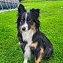 dog, tricolor, grass, outdoor, pet, animal, sitting, greenery, yard, trees, play, pool, nature, fur, ears, alert, adorable, mammal, canine, garden