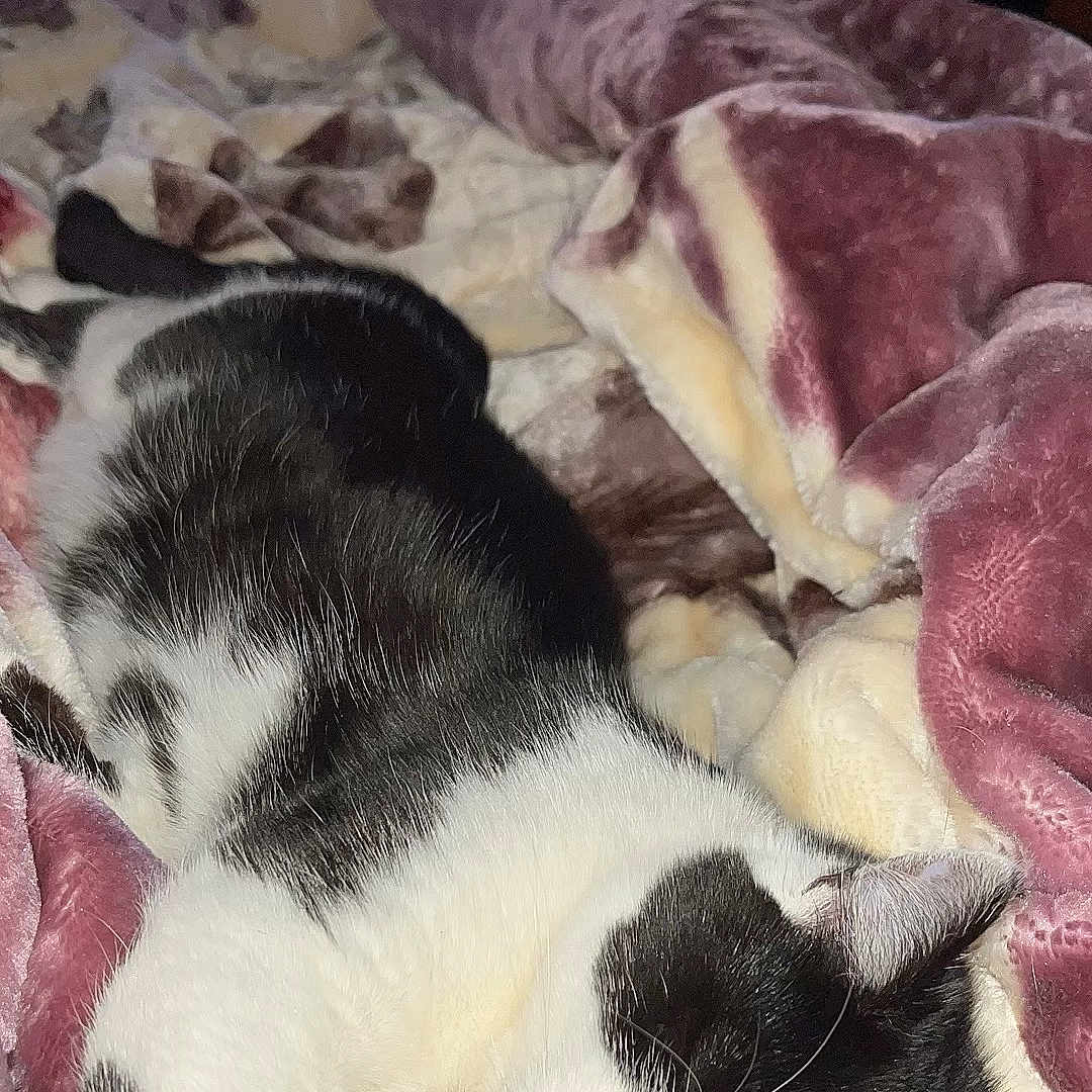 Blow a rejoint le concours — aidez-le/la à gagner de superbes lots ! animal, bed, bedroom, blanket, cat, computer, computerhardware, couch, electronics, furniture, hardware, indoors, kitten, monitor, person, pet, quilt, screen, sleeping, tv