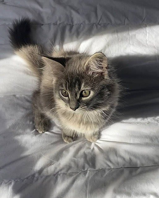 Saphira a rejoint le concours — aidez-le/la à gagner de superbes lots ! carnivore, cat, comfort, domestic_short_haired_cat, felidae, fur, grey, linens, monochrome, monochrome_photography, paw, plant, small_to_medium_sized_cats, snout, terrestrial_animal, textile, whiskers