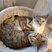 Arya Et Alby a rejoint le concours — aidez-le/la à gagner de superbes lots ! cat, cats, tabby_cat, gray_cat, pet, animal, feline, snuggling, cozy, bed, soft, fur, indoor, cute, companion, resting, looking_up, whiskers, ears, relaxed