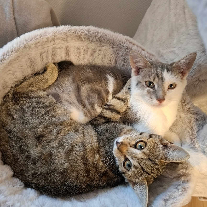 Arya Et Alby a rejoint le concours — aidez-le/la à gagner de superbes lots ! animal, bed, cat, cats, companion, cozy, cute, ears, feline, fur, gray_cat, indoor, looking_up, pet, relaxed, resting, snuggling, soft, tabby_cat, whiskers