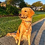 animal, calm, canine, companion, dog, domestic_animal, friendly, fur, golden_retriever, grass, leash, morning, nature, outdoor, pet, portrait, sidewalk, sitting, sunlight, tree