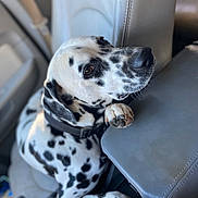 Jax Williams is registered to the contest to win money with this photo: animal, armrest, black_spots, canine, car_interior, close_up, collar, cute, dalmatian, dog, indoor, leash, paw, pet, resting, seat, seatbelt, side_view, white_fur, window