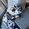 animal, armrest, black_spots, canine, car_interior, close_up, collar, cute, dalmatian, dog, indoor, leash, paw, pet, resting, seat, seatbelt, side_view, white_fur, window