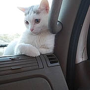 Lulubell joined the competition — help win amazing prizes! aegean_cat, cat, cat_like_mammal, domestic_short_haired_cat, kitten, paw, small_to_medium_sized_cats, turkish_angora, whiskers