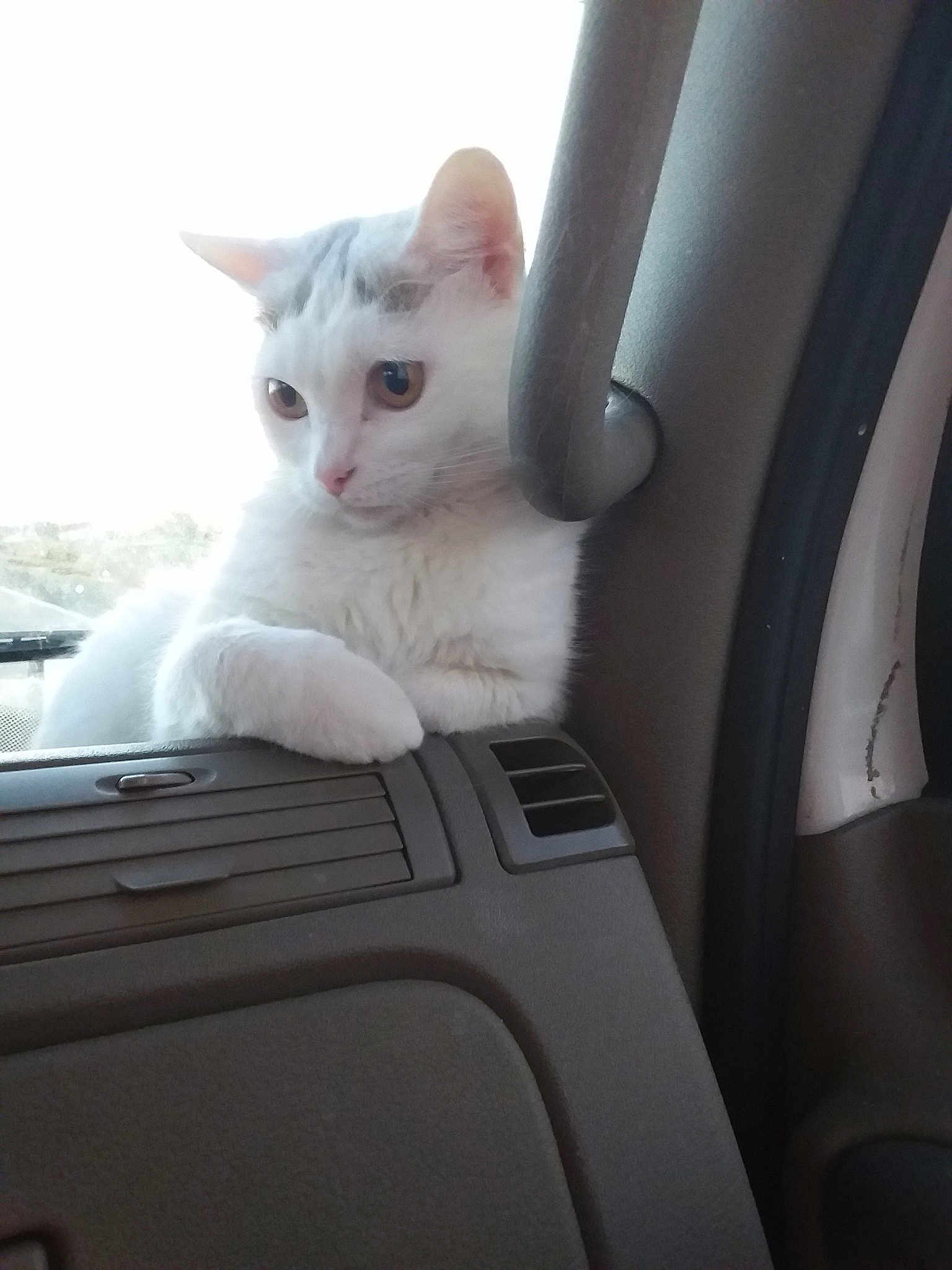 Lulubell joined the competition — help win amazing prizes! aegean_cat, cat, cat_like_mammal, domestic_short_haired_cat, kitten, paw, small_to_medium_sized_cats, turkish_angora, whiskers