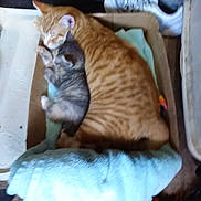 Willie And Wewe is registered to the contest to win money with this photo: aegean_cat, carnivoran, cat, cat_like_mammal, domestic_short_haired_cat, dragon_li, european_shorthair, fauna, kitten, small_to_medium_sized_cats, whiskers